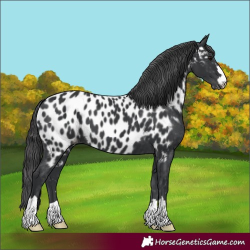 Horse Color:Unknown 