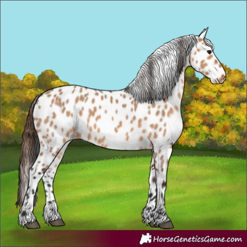 Horse Color:Unknown 
