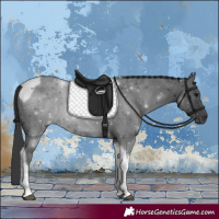 Horse Color:Black Tobiano 