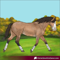 Horse Color:Bay Dun Splash