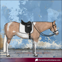 Horse Color:Silver Bay Dun Sabino Tobiano Frame Rabicano 