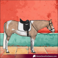 Horse Color:Silver Bay Dun Sabino Tobiano Frame Rabicano 
