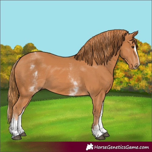 Horse Color:White Spotted Chestnut Splash 