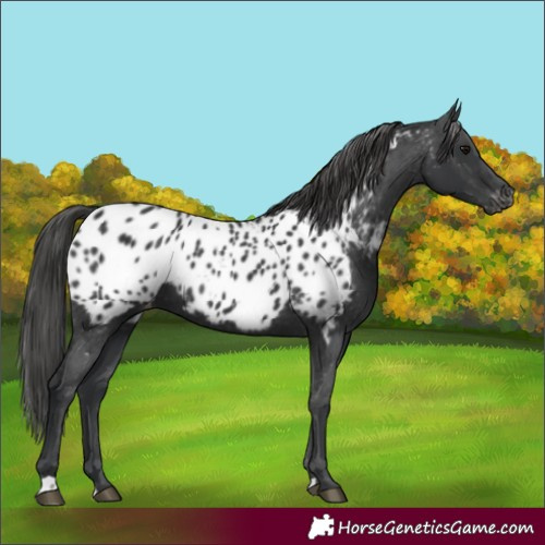 Horse Color:Black Near Leopard