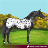 Horse Color:Black Near Leopard 