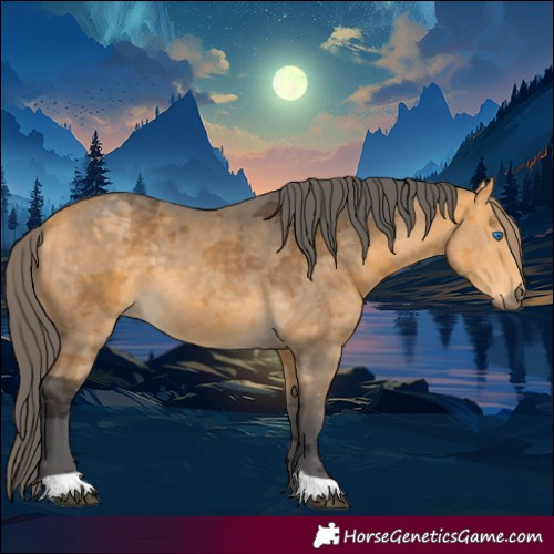 Horse Color:Buckskin Merle 