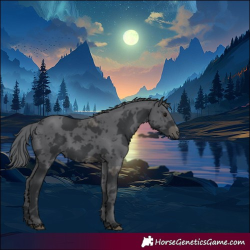 Horse Color:Black Merle 