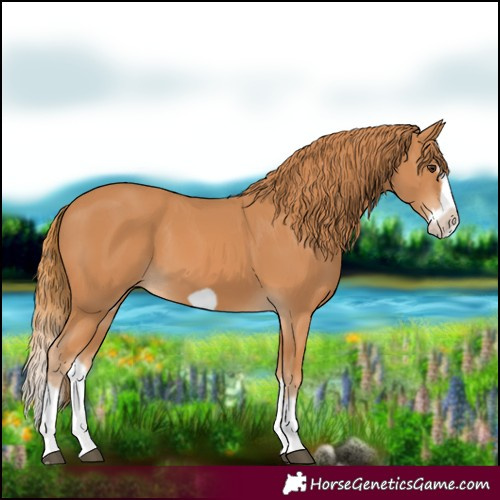 Horse Color:Chestnut Splash Frame