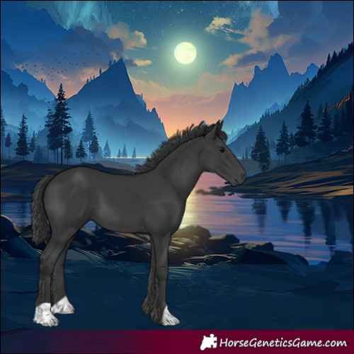 Horse Color:Black Merle 
