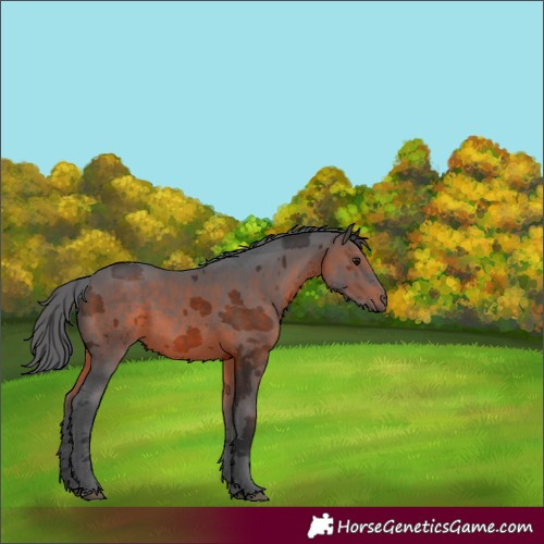 Horse Color:Brown Merle 