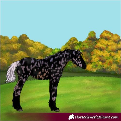Horse Color:Void Watercolor Chocolate Palomino Roan Splash Near Leopard 