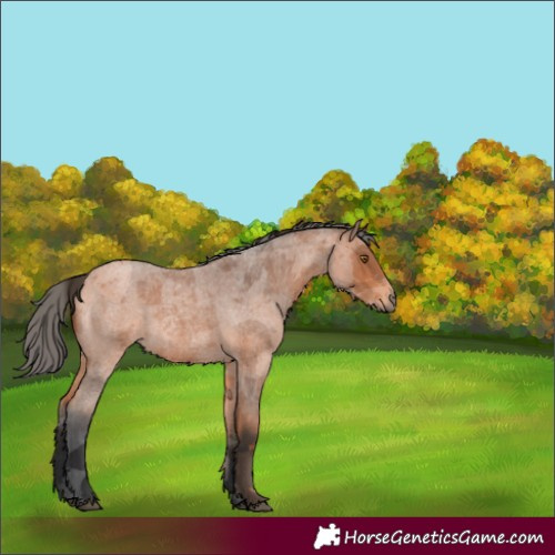 Horse Color:Bay Roan Merle 