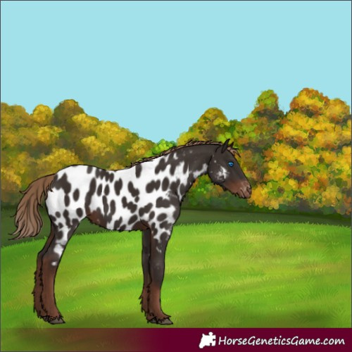 Horse Color:Liver Chestnut Merle Appaloosa 