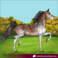Horse Color:White Spotted Bay 