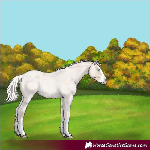 Horse Color:Silver Perlino Roan Merle Splash 