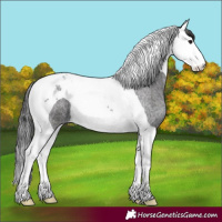 Horse Color:Smoky Blue Roan Splash Tobiano 