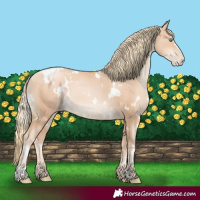 Horse Color:White Spotted Gold Champagne Pearl 