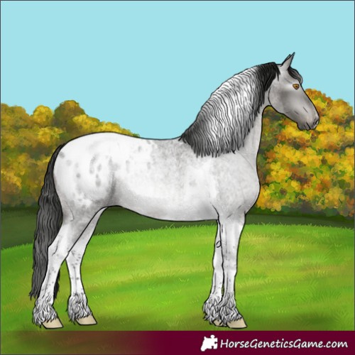 Horse Color:Gray Blue Roan Tobiano Blanket Rabicano 