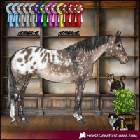 Horse Color:White Spotted Brown Dun Tobiano Appaloosa 