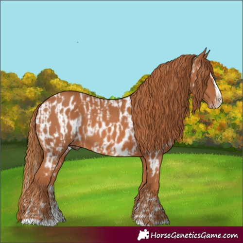 Horse Color:Chestnut Splash Frame  and Chestnut Splash Frame Appaloosa 