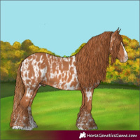 Horse Color:Chestnut Splash Frame  and Chestnut Splash Frame Near Leopard 