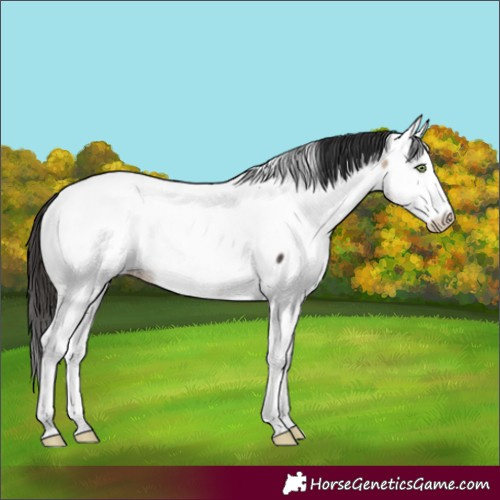 Horse Color:Brown Dun Sabino Tobiano Appaloosa Rabicano Brindle 