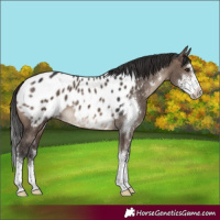 Horse Color:Brown Dun Sabino Near Leopard 