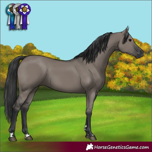 Horse Color:Grullo 