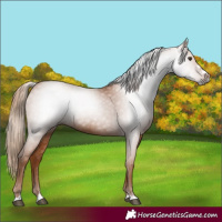 Horse Color:Gray Chestnut