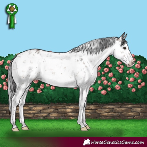 Horse Color:White Spotted Brown Dun Sabino 