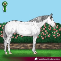 Horse Color:White Spotted Brown Dun Sabino 