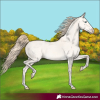 Horse Color:Perlino Dun Splash 