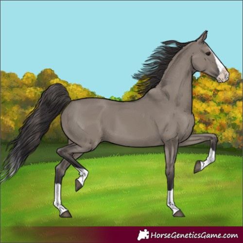 Horse Color:Smoky Grullo Splash 