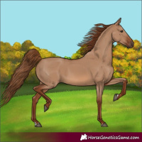 Horse Color:Red Dun Rabicano 