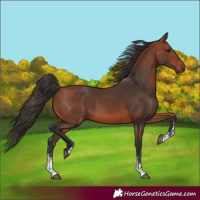 Horse Color:Bay Sabino