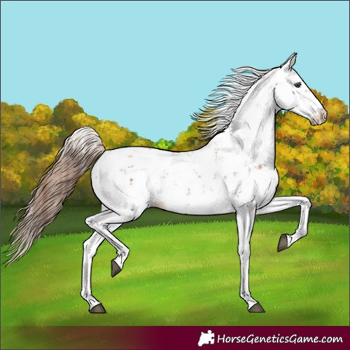 Horse Color:Chestnut Sabino 
