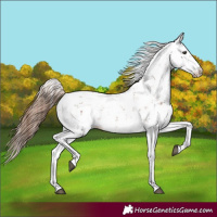 Horse Color:Chestnut Sabino 