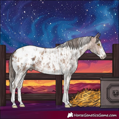 Horse Color:Amber Champagne Sabino Tobiano Appaloosa  and Bay Sabino Tobiano Appaloosa 