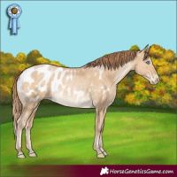 Horse Color:Buckskin Pearl Appaloosa Rabicano 