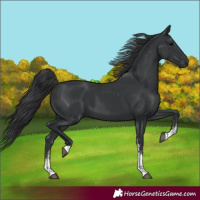 Horse Color:Black Sabino