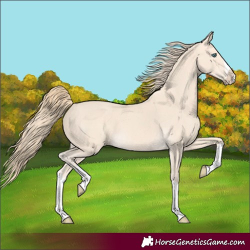 Horse Color:Perlino Splash  and Perlino Splash Rabicano 