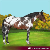 Horse Color:White Spotted Brown Appaloosa 
