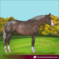 Horse Color:Silver Black Rabicano 