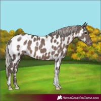 Horse Color:Silver Black Tobiano Appaloosa 
