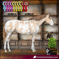 Horse Color:Buckskin Pearl Sabino Appaloosa 