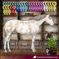 Horse Color:Buckskin Pearl Sabino Appaloosa
