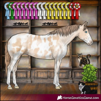 Horse Color:Buckskin Pearl Sabino Appaloosa 
