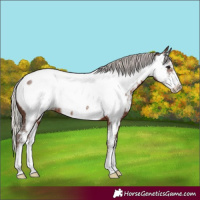 Horse Color:Silver Black Sabino Near Fewspot Rabicano 