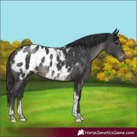 Horse Color:Black Tobiano Appaloosa Rabicano 
