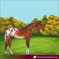 Horse Color:Silver Brown Tobiano Appaloosa 